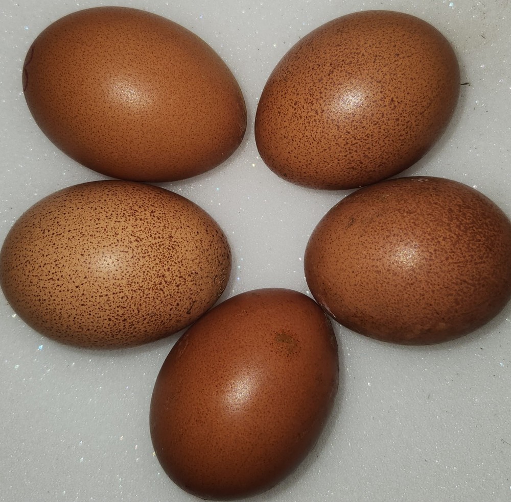 12+ Welsummer Hatching Eggs NPIP Certified