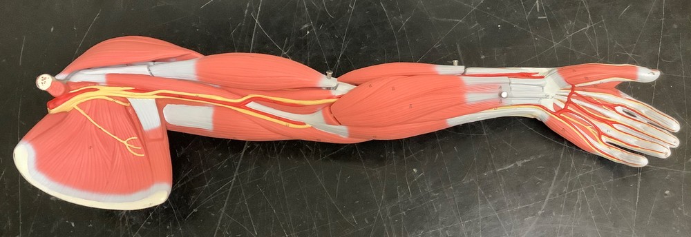 3B Scientific Human Anatomical Model | Left Arm German