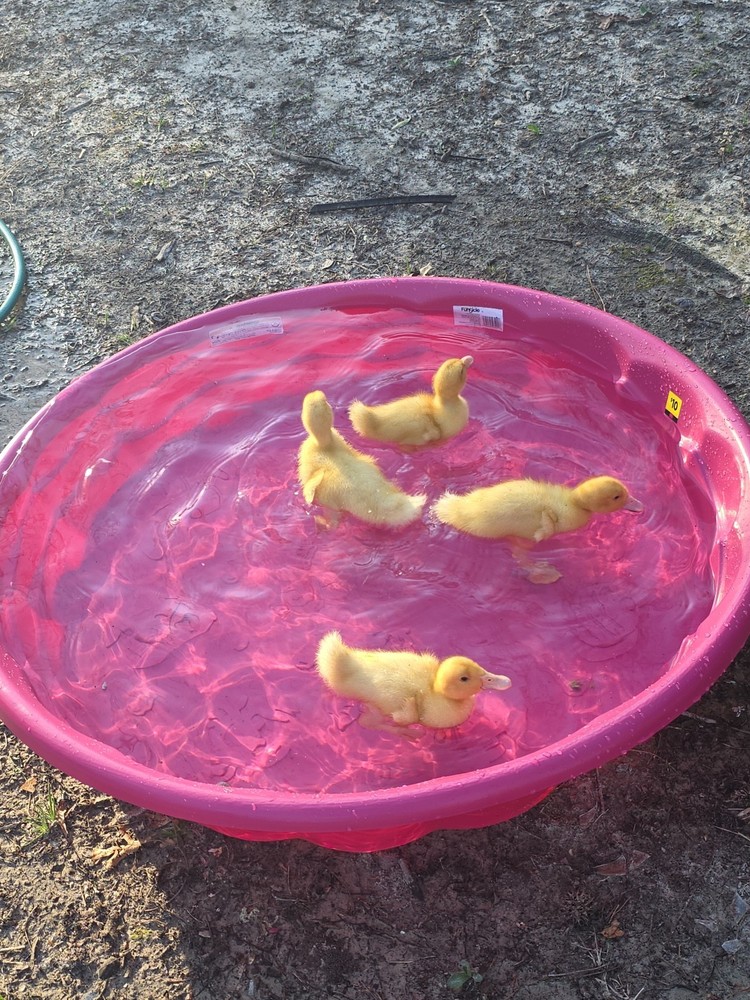 baby pekin ducks
