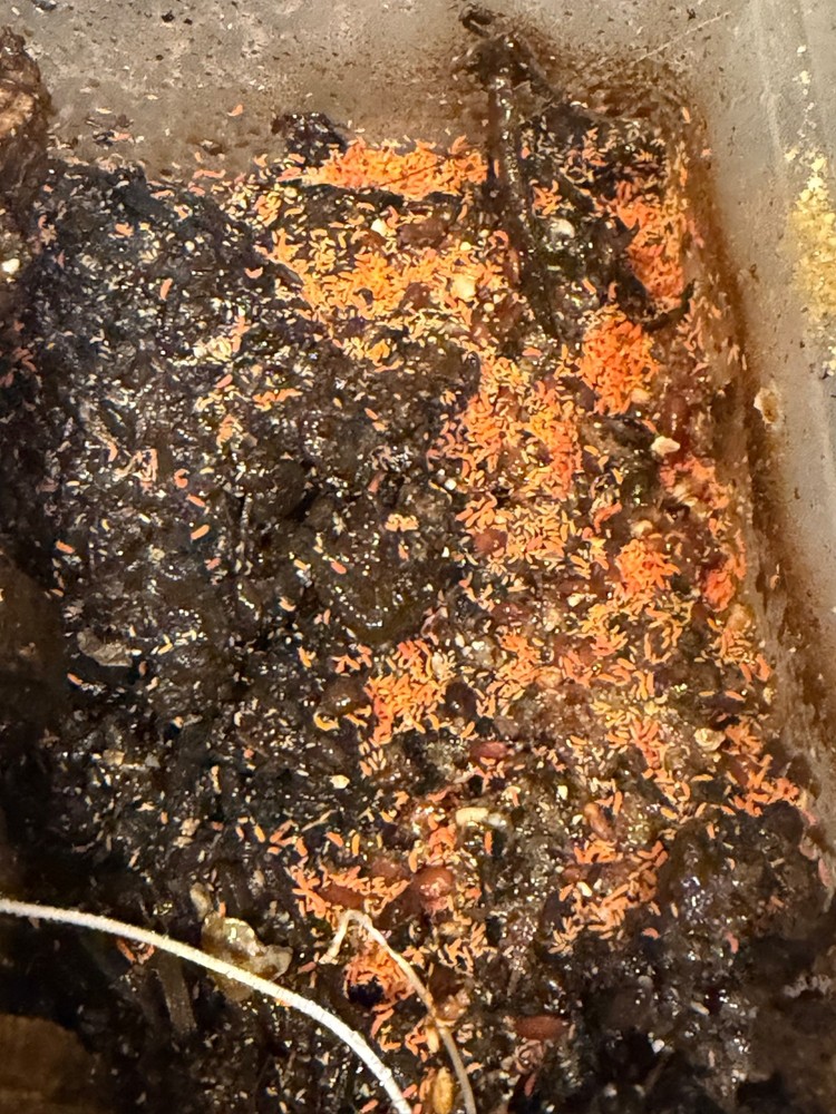 Orange Springtails 210-220 count (read description)