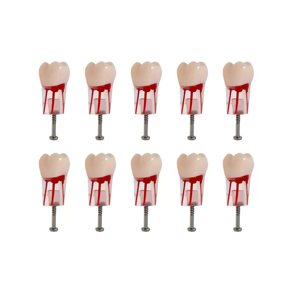 Dental Endo Root Canal Teeth Study Model #8006-26 RCT Practice Typodont