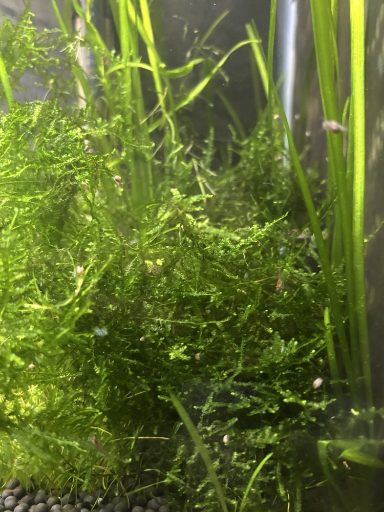 Aquarium Moss Weeping Moss Christmas Moss