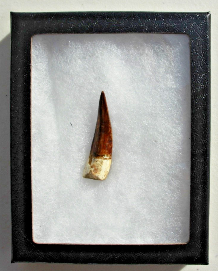 Authentic  1.75" Spinosaurus Tooth in Riker Mount