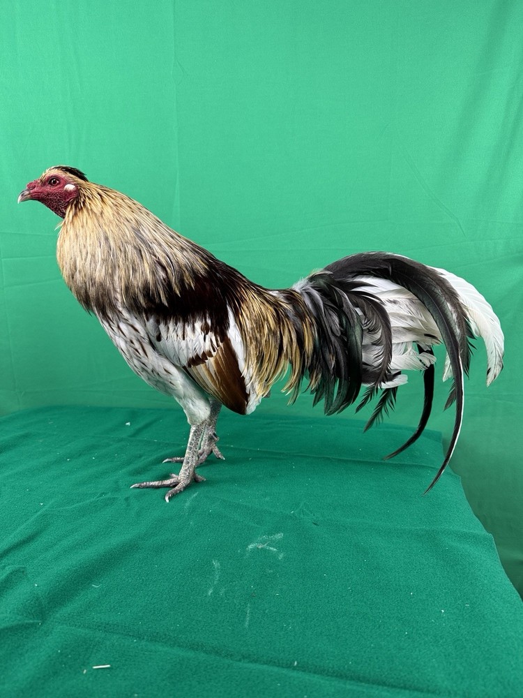 12+ Chicken Hatching Eggs