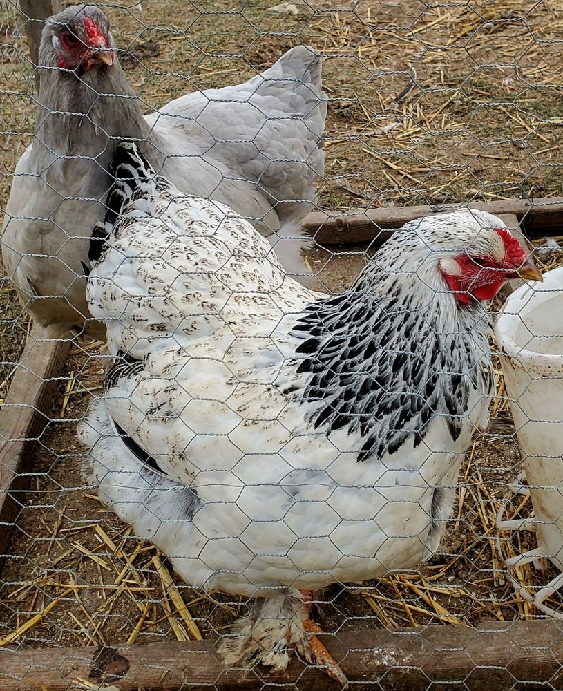 Self Blue Light Columbia Brahma Hatching Eggs 6+