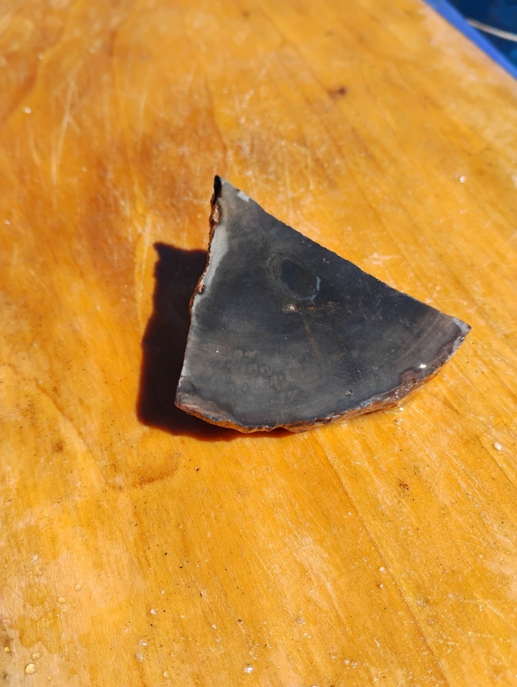 Petrified Wood Cut Once Ready For Display