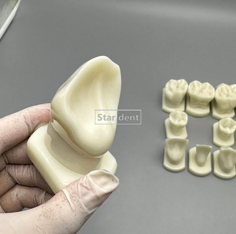 Dentist Teeth Form anotomical Models Dental Students Tooth Structure Comparison
