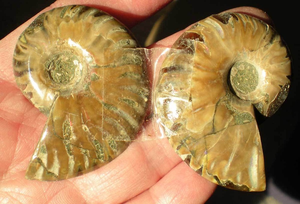 Opalized Ammonite Specimen from Madagascar r976e