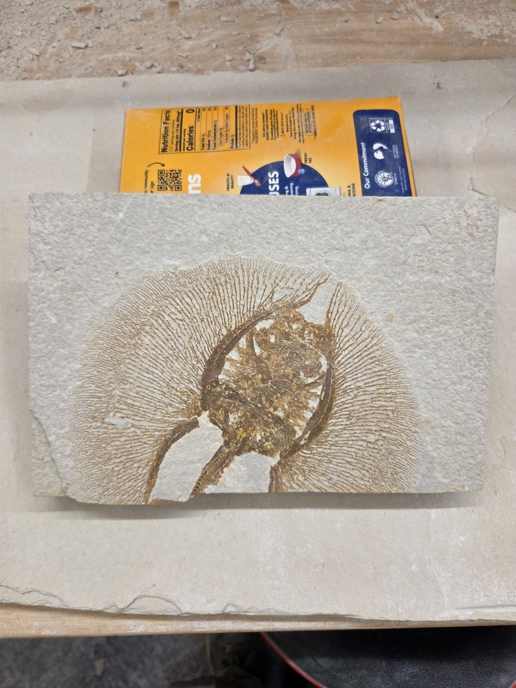 Green River Formation Fossilized Stingray Partial Disk Missing Tail