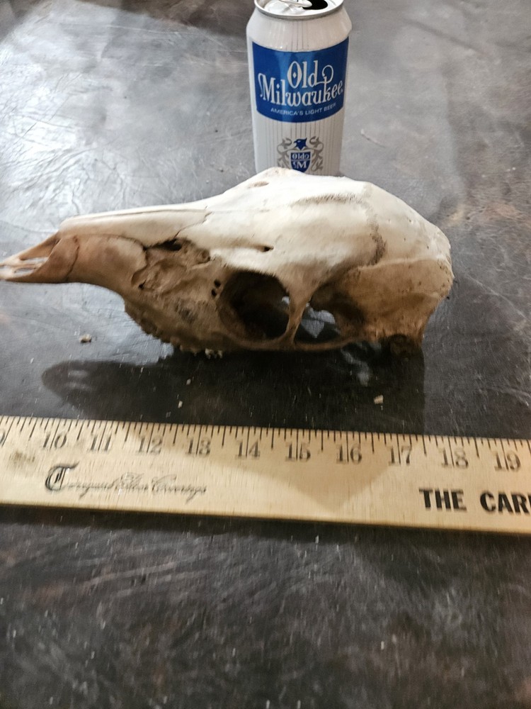 Wild White Tailed Deer Doe Skull Rustic Cabin Decor Man Cave