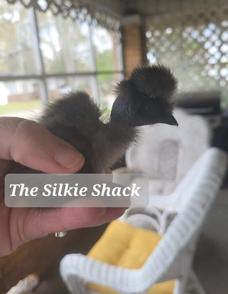 Silkie Chicken Hatching Eggs NPIP Certified