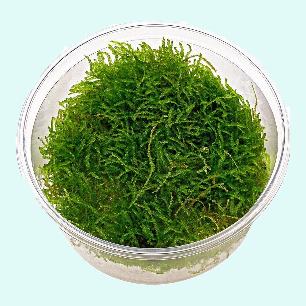 Buy 2 get 1 free Java Moss Live Aquarium Plant 2 OZ CUP EE