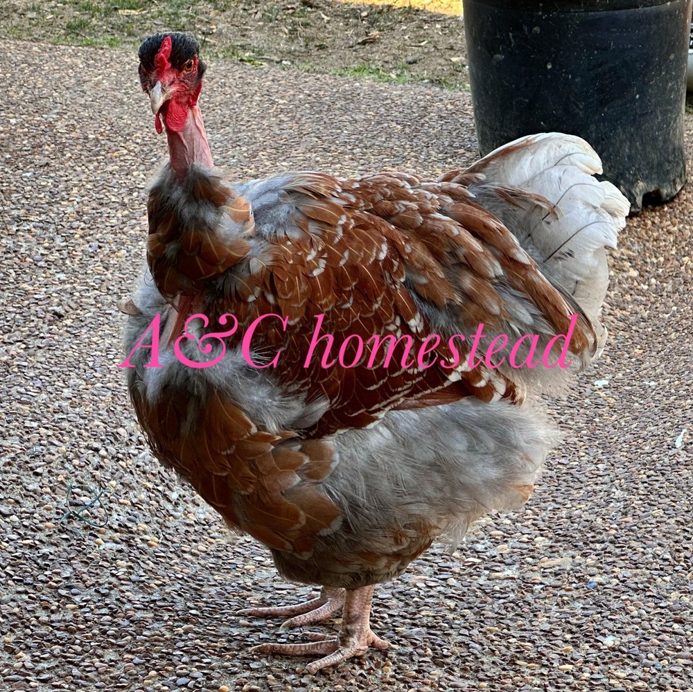 Turkhens Hatching Eggs 6 Chicken Eggs