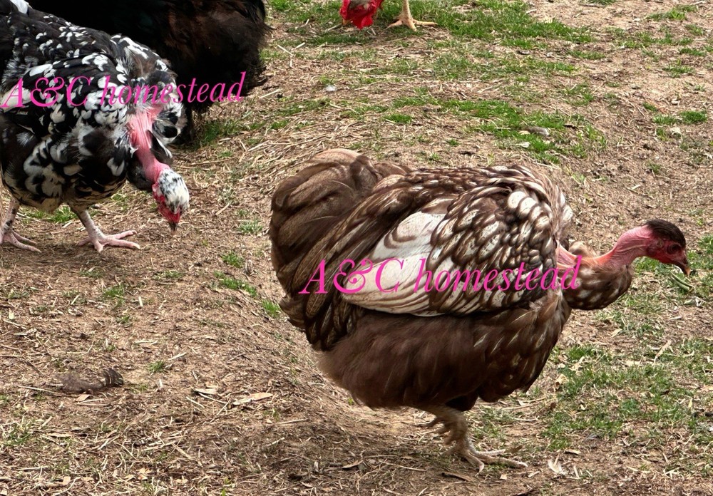 Turkhens Hatching Eggs 6 Chicken Eggs