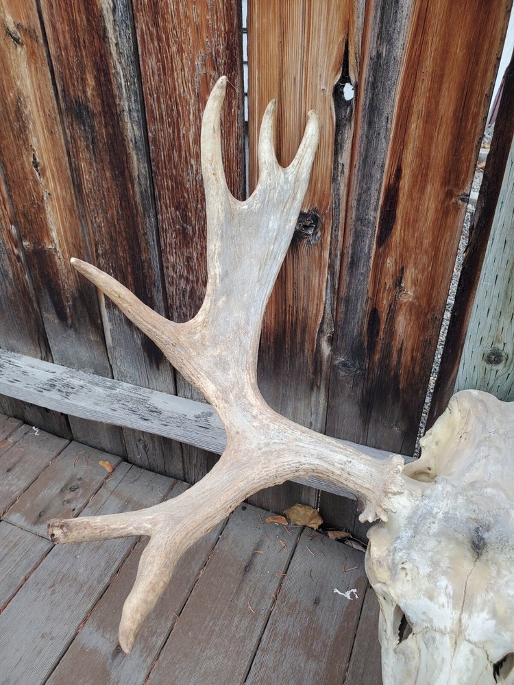 Shiras Moose European Mount