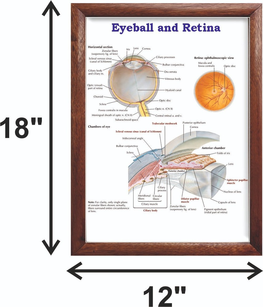 Eyeball and Retina Chart 12x18 inches
