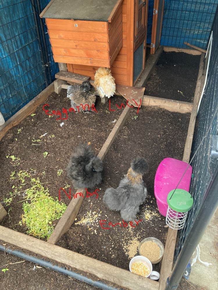 18 Silkie, Satin, Frizzle Hatching Eggs