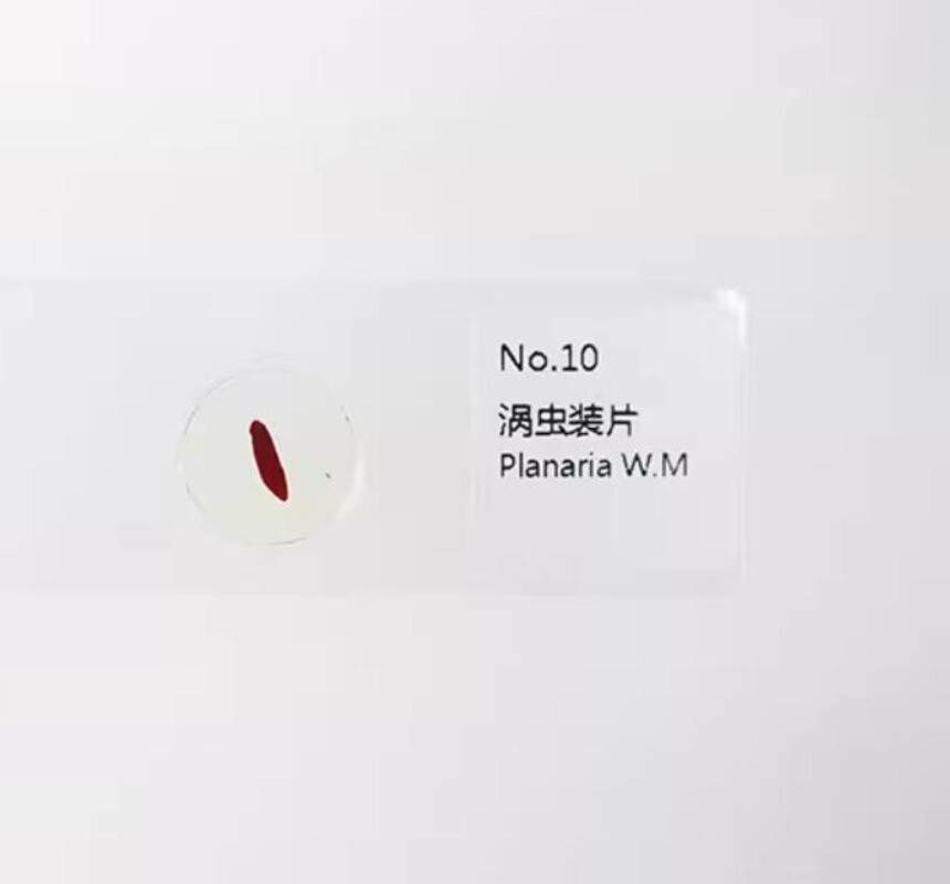 Parasites Microscope Specimen Slides for Parasitology Teaching Research 25pcs