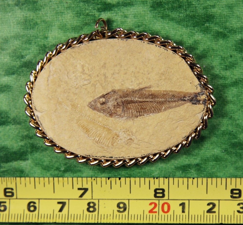 Knightia sp.- Pendant- Kemmerer, WY
