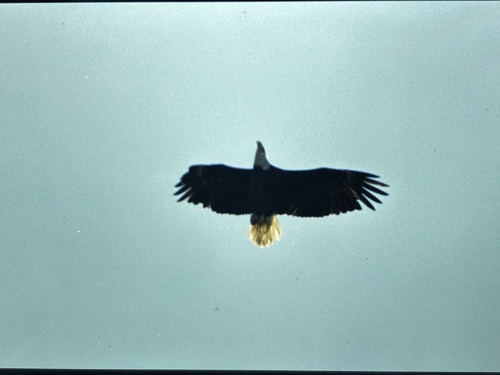 1982 NASA KSC Nature Bald Eagle in Flight Presentation Transparency-577