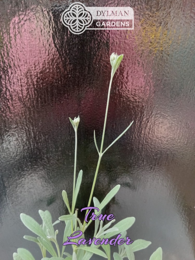 True Lavender (Lavandula angustifolia) Herb - Dwarf Lavender - Multiple Sizes