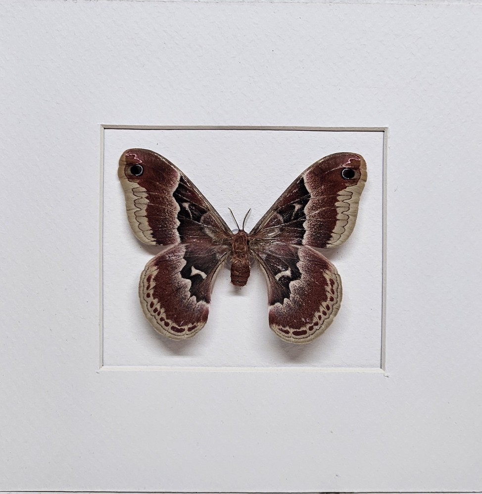 Real Promethea Moth(F) in Custom shadowbox