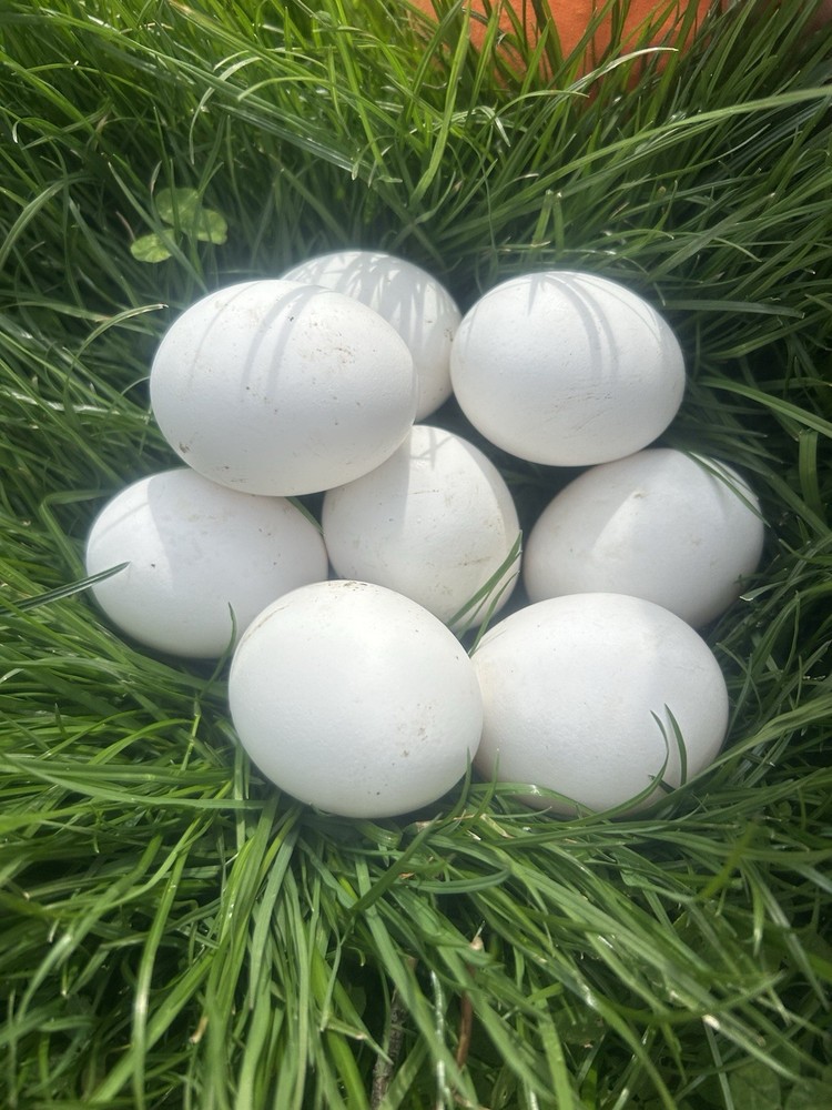 Prairie Blue Bell Hatching Eggs 12