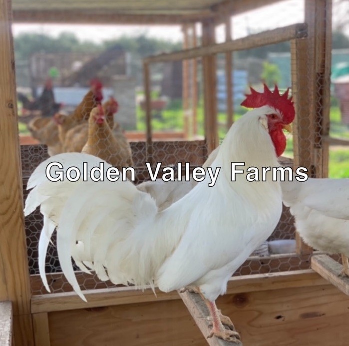 White Leghorn 12+ hatching eggs(Read Description)