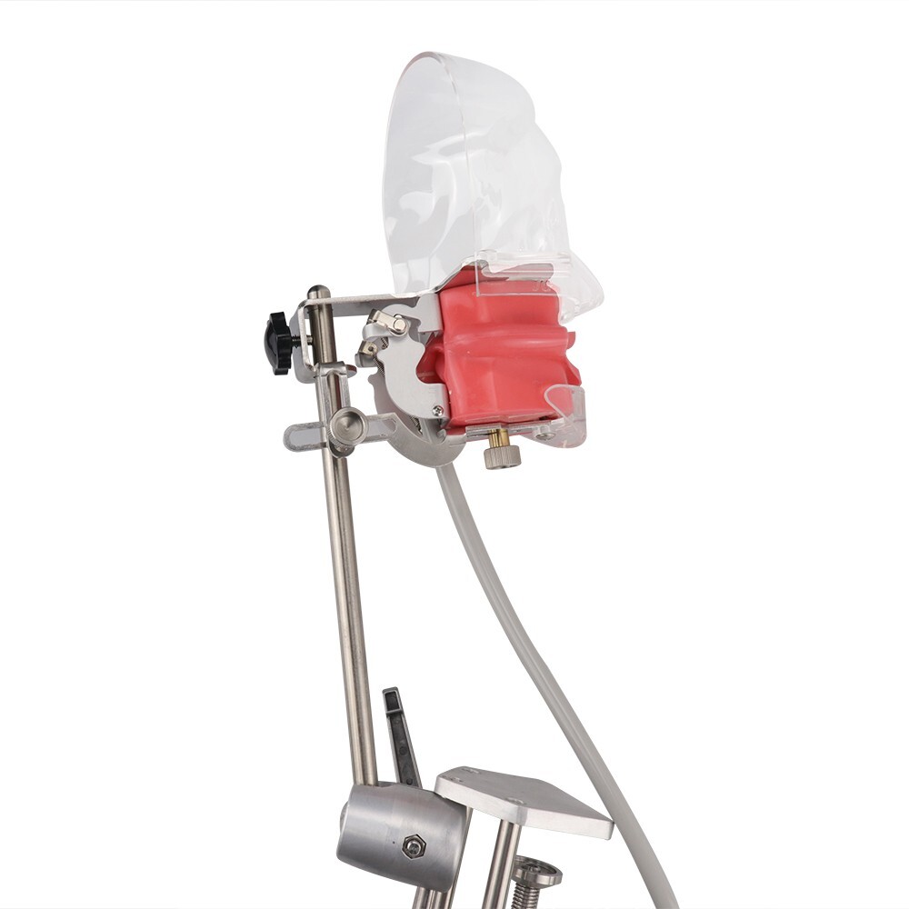 Dental Simulator Mannequin Head Teeth Model Teaching Practicing Head Mold desk