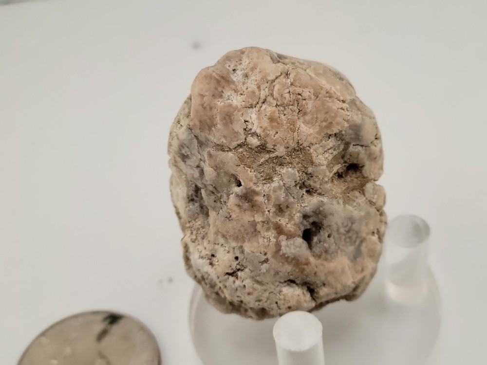 Real Permineralized Reptile Egg Fossil