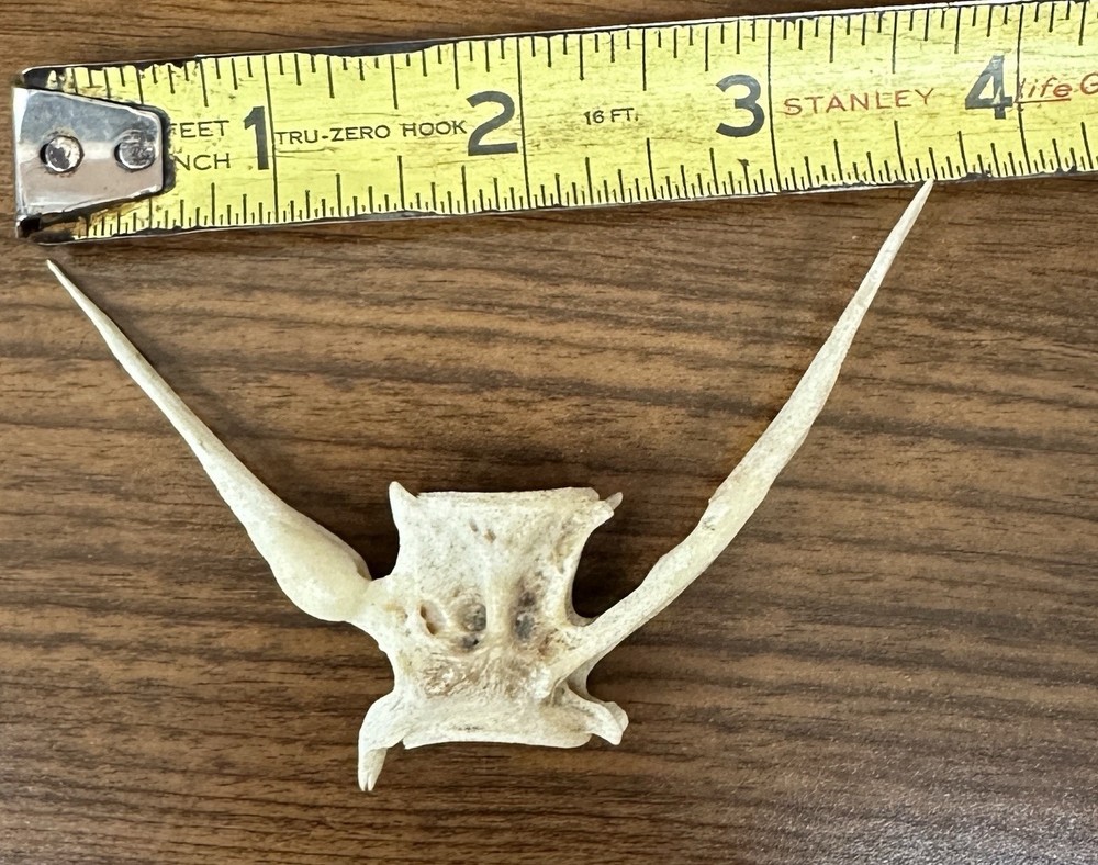 Fish Vertebrae Over 3” Long