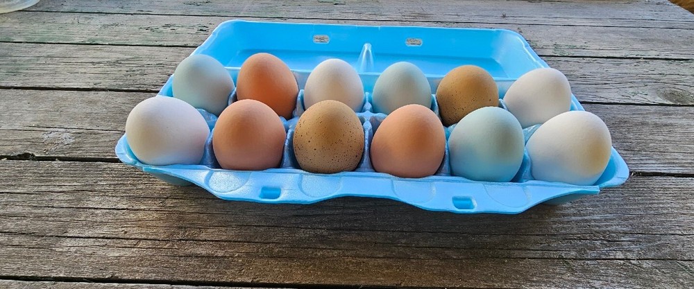 Styrofoam Bulk Egg Cartons (50 pack) Blue