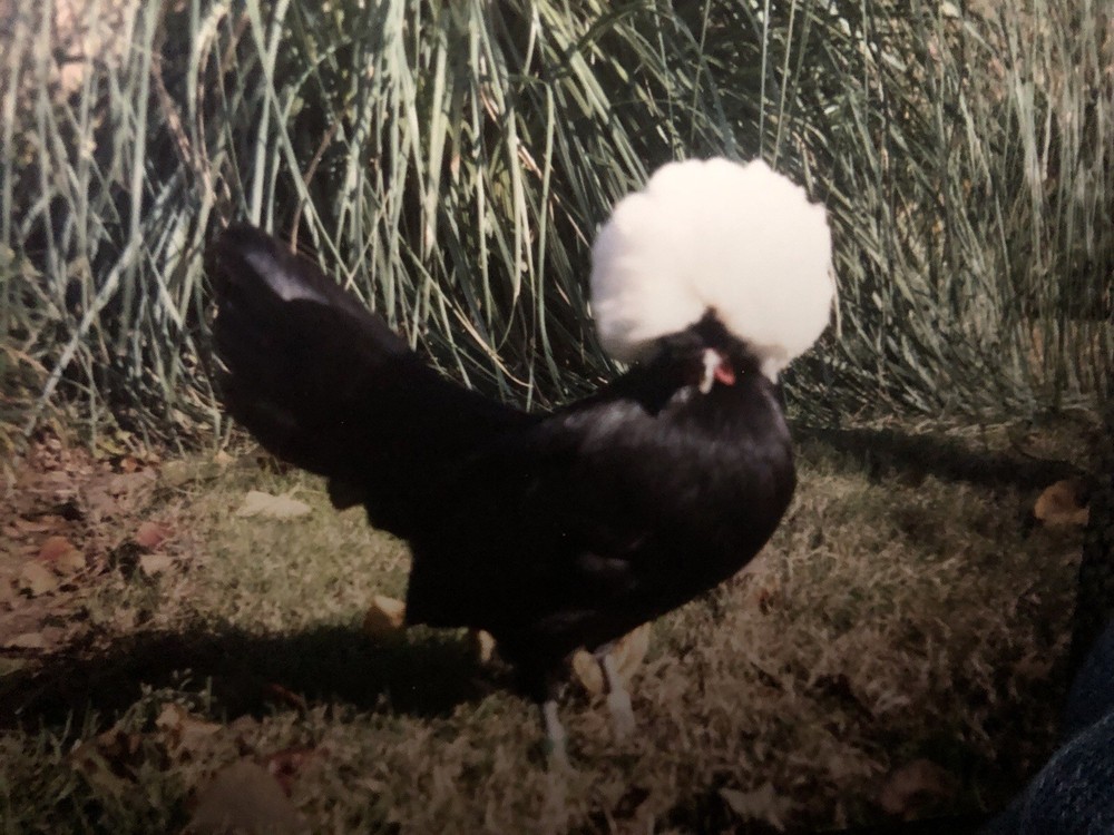 polish frizzle hatching eggs 15+ NPIP