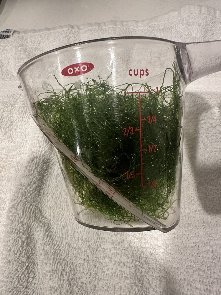 1 Cup of Chaetomorpha Macro Algae Chaeto nutrient Export