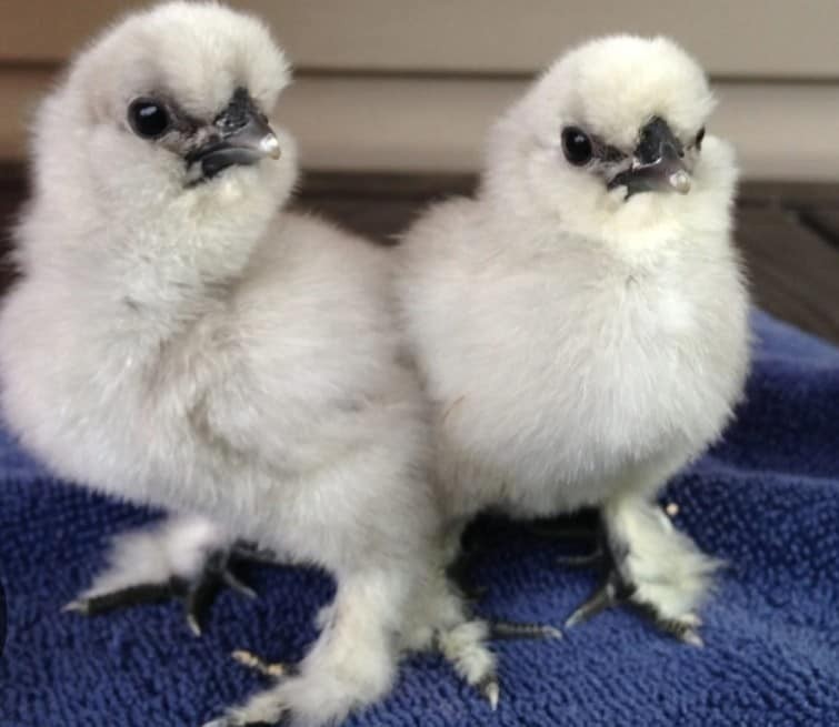 18 Silkie Hatching Eggs