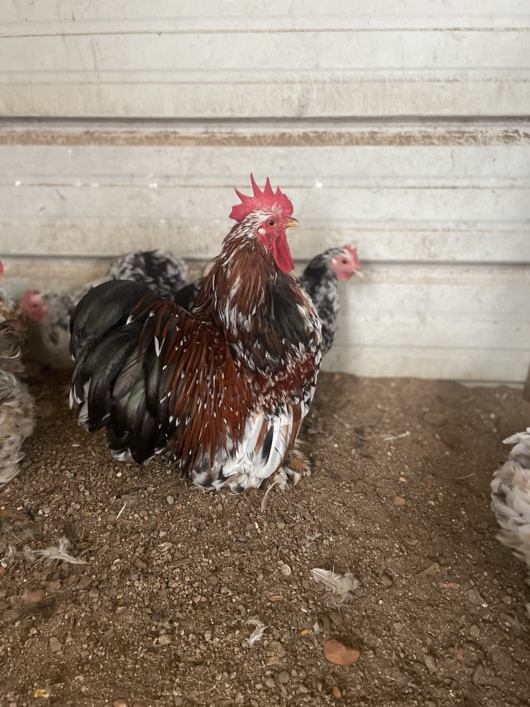 6 Eggs! Calico Cochin Bantam Eggs!