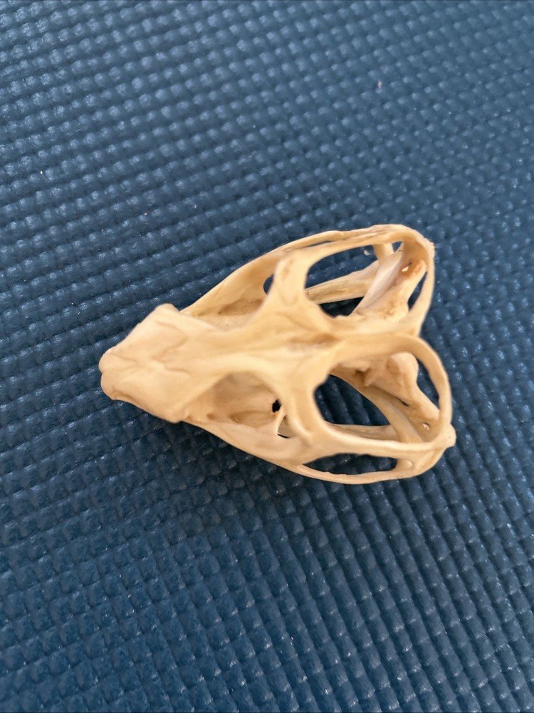iguana skull Tuatara Resin