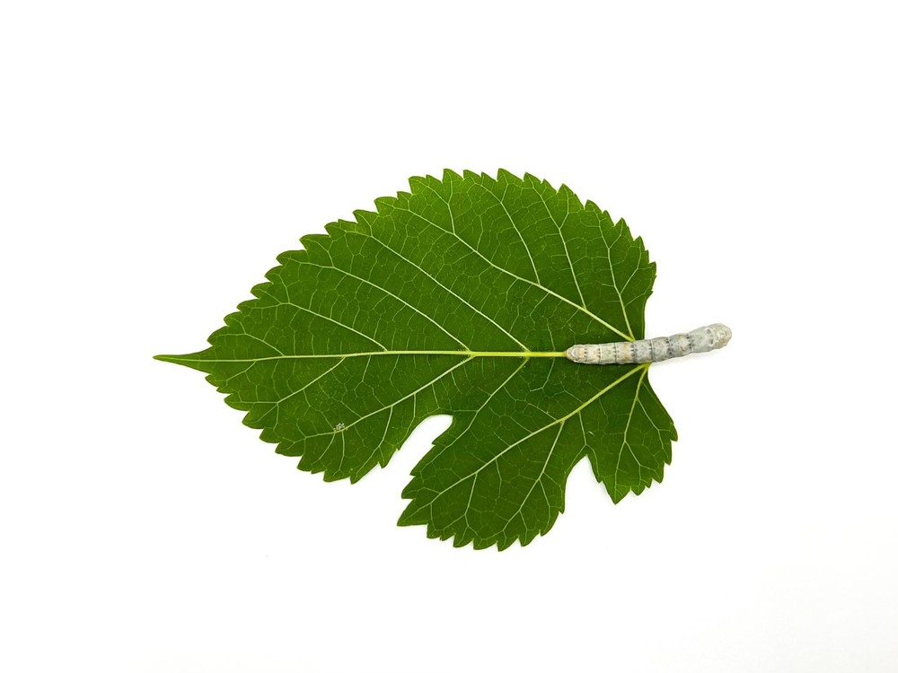 Live Silkworm (Medium Size)