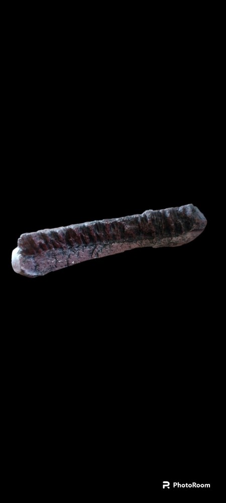 Edmontosaurus annectens chewing tooth row cast replica.