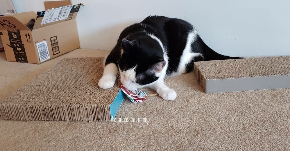 Refillable Cat Toy Mouse - Pack of 3 with Catnip