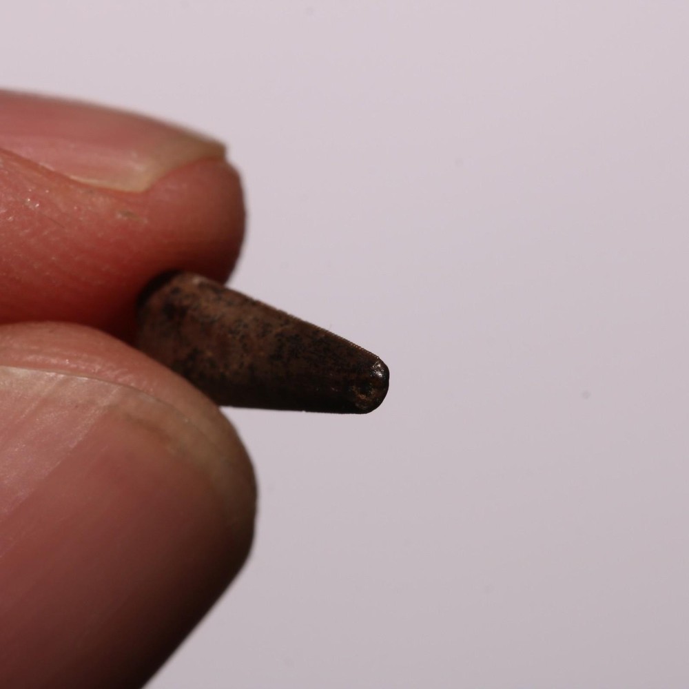 Richardoestesia Tooth GREAT SERRATIONS Hell Creek Formation Cretaceous