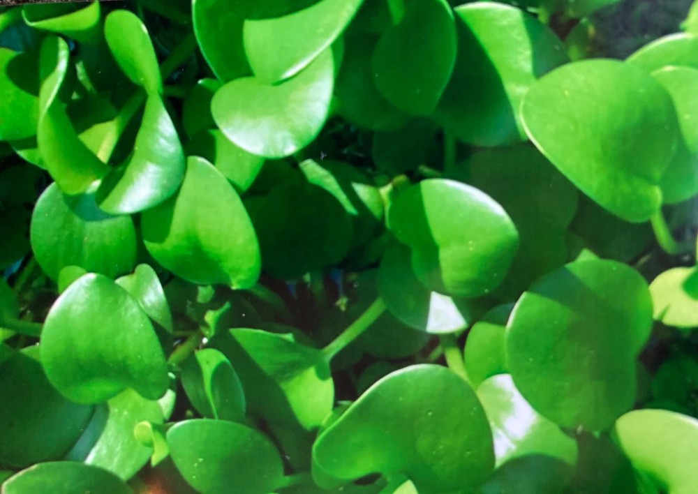 20 JUMBO Frog Bit Plants