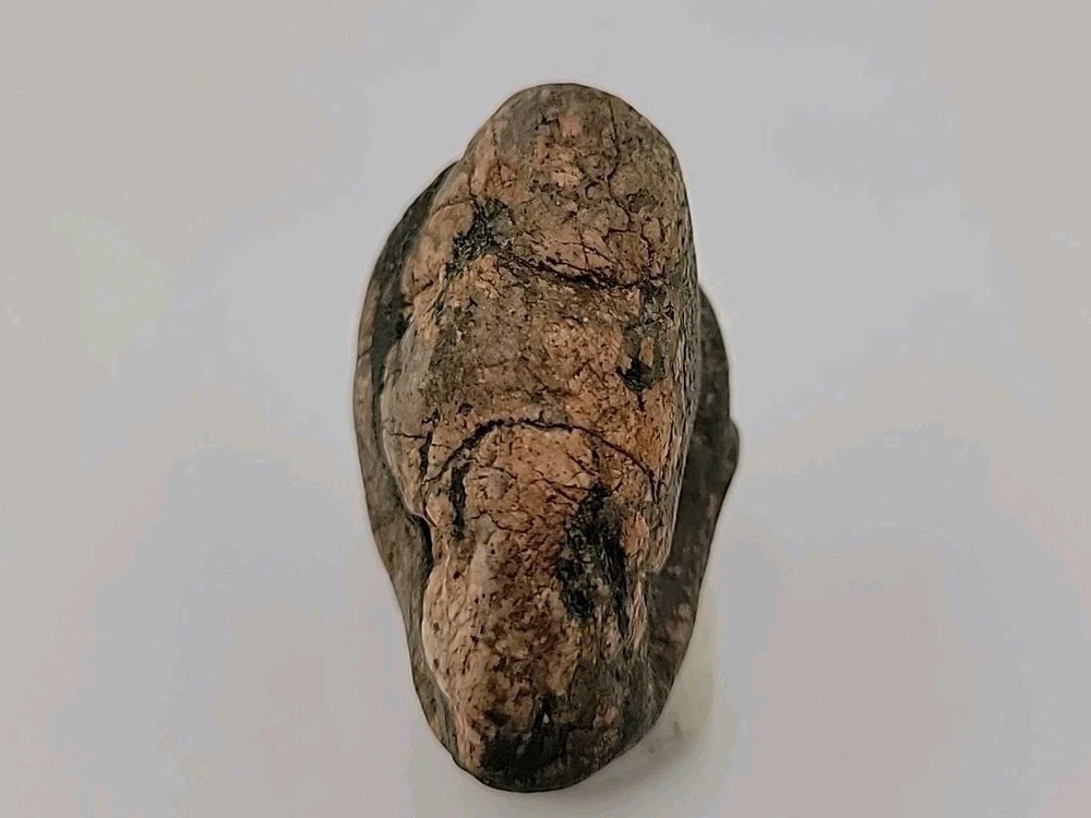 Real Permineralized Bird Egg Fossil