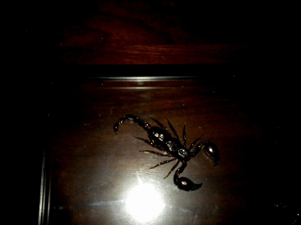 SCORPIONS AS ART: Science, Laboratory, or Teaching "Real" Specimens. MINT COND!