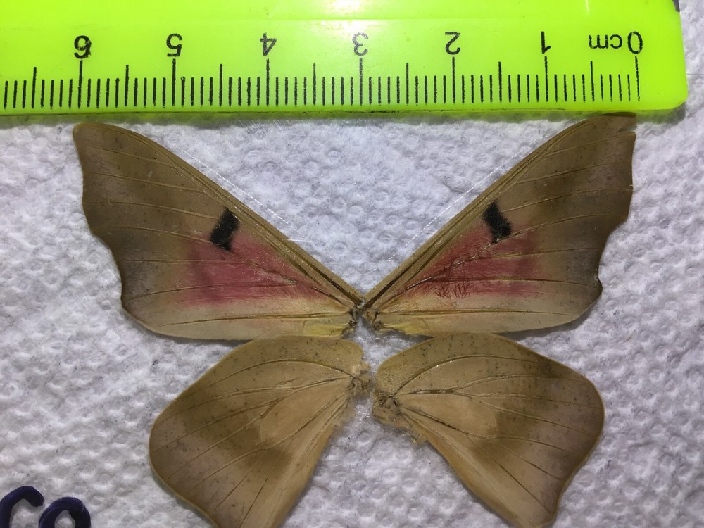 LPSA2 02 A+/ A Syssphinx ? Saturniidae Moths