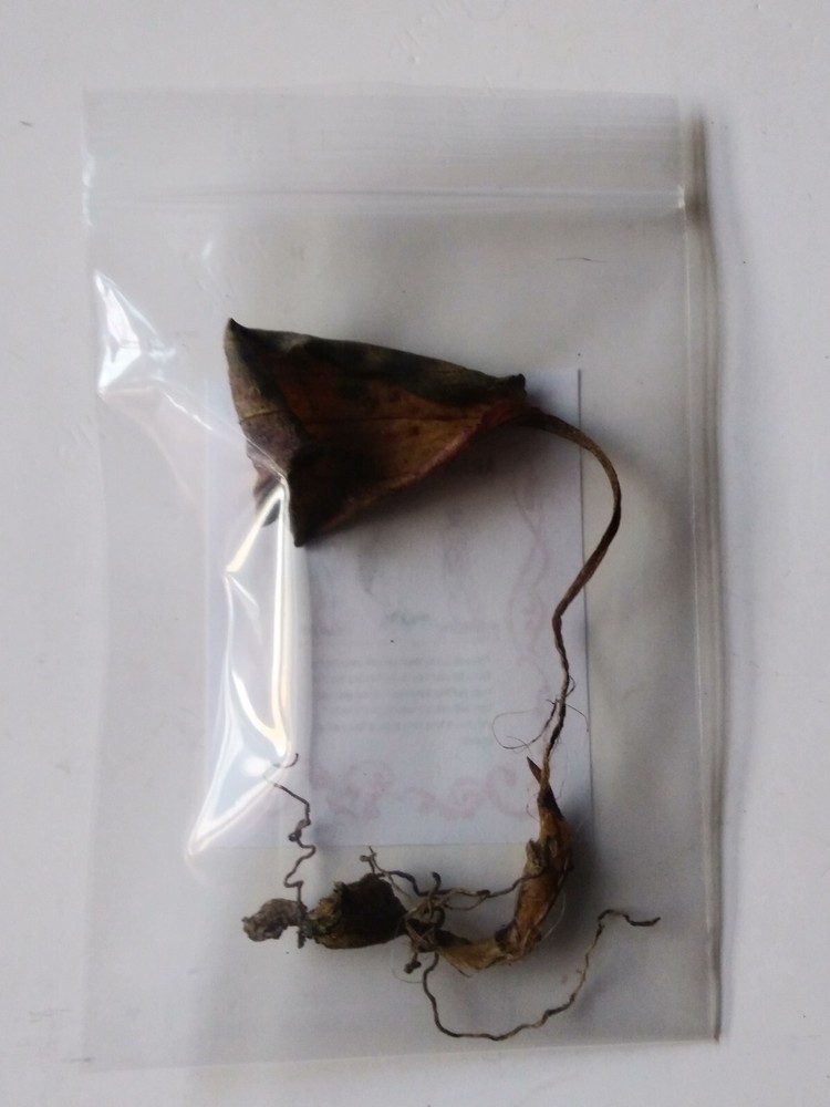 Authentic Adam And Eve Root Pair