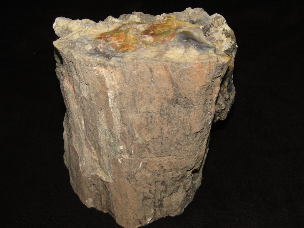 North Eastern Arizona petrified wood