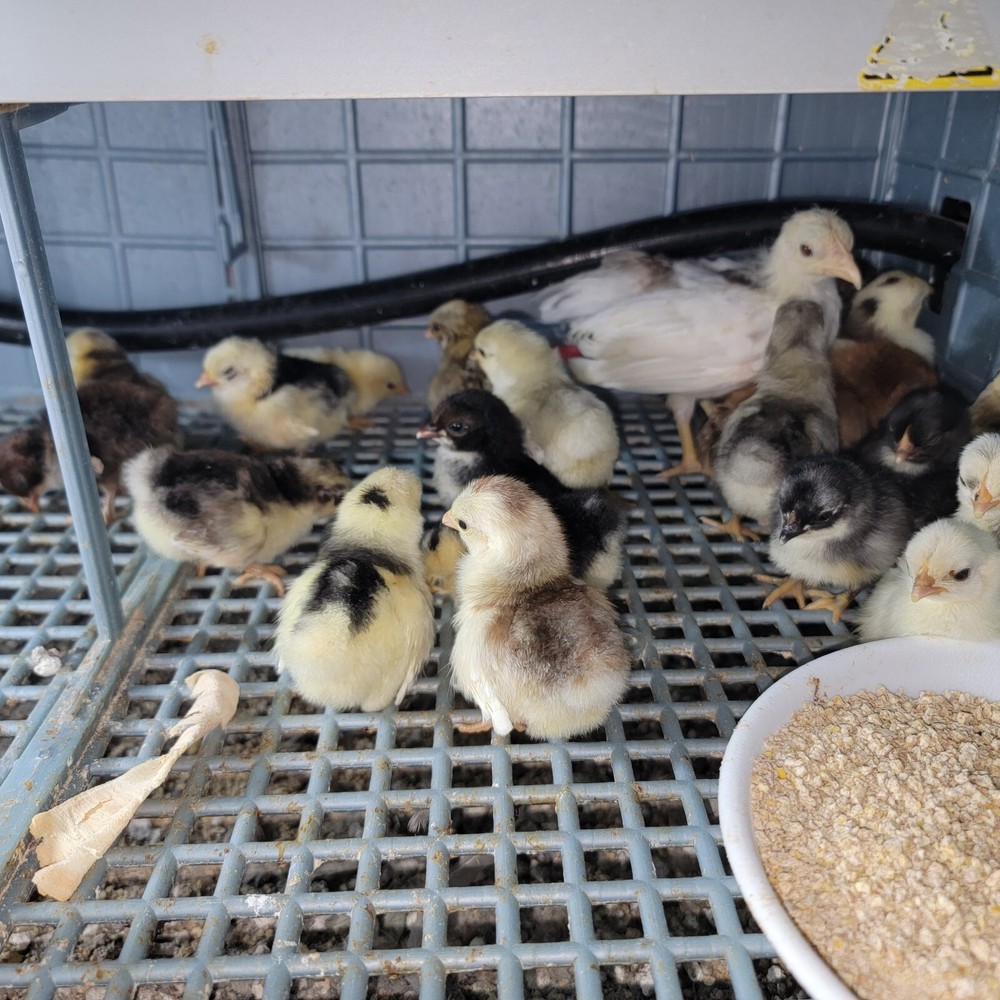 24+ Serama Bantam Hatching Eggs 4-H