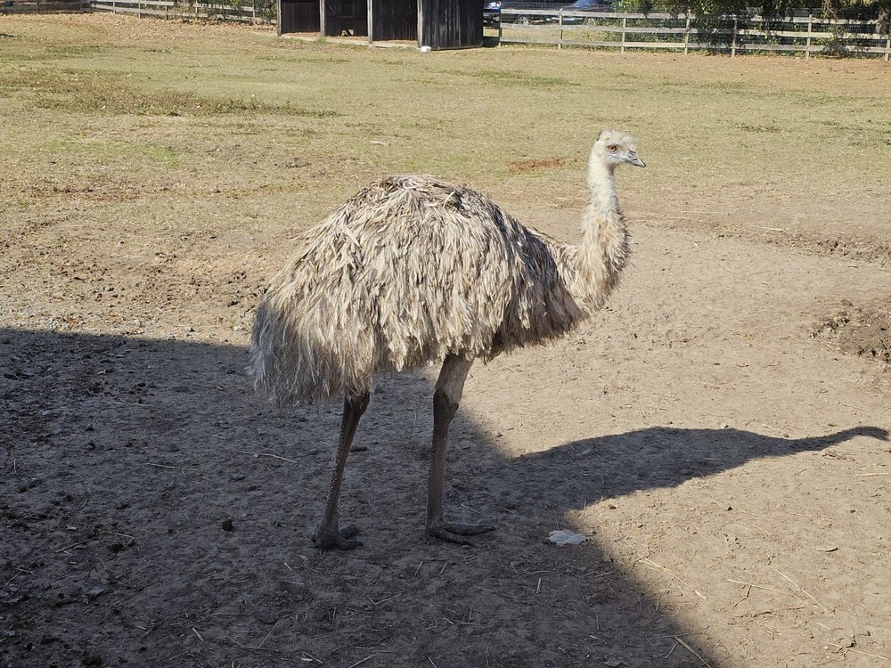 2 Emu Hatching Eggs White Blonde Normals