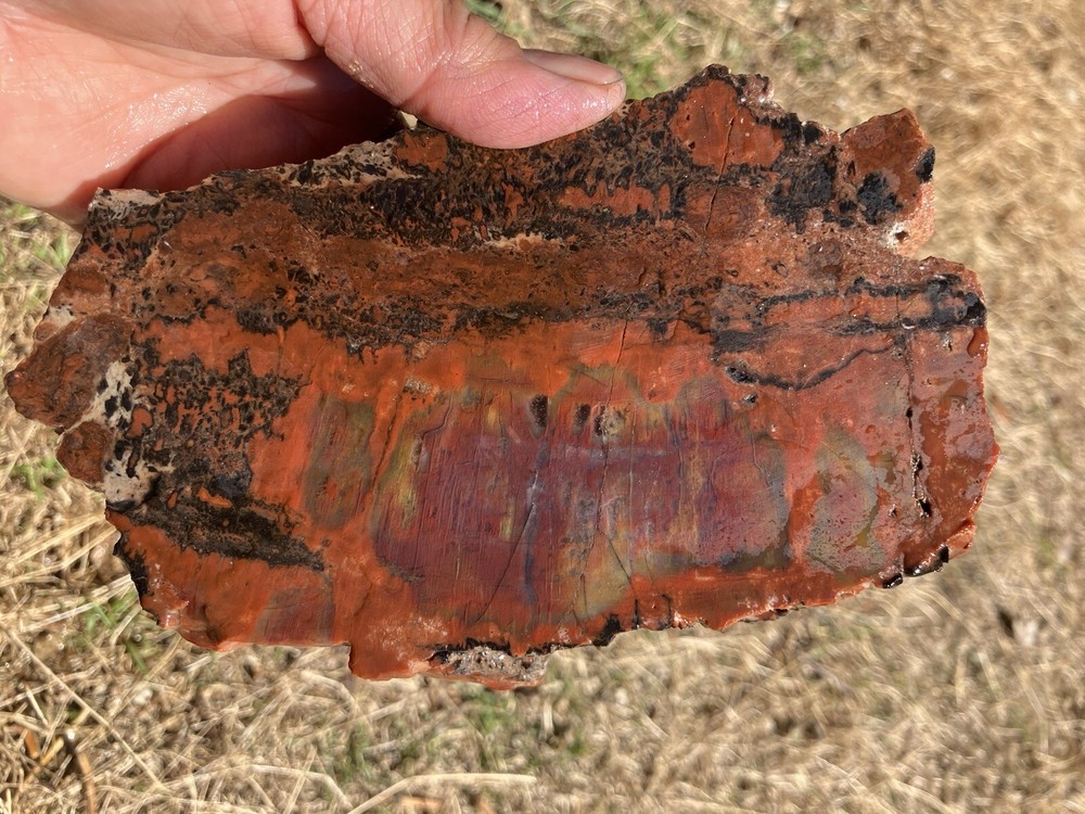 Arizona Petrified Wood
